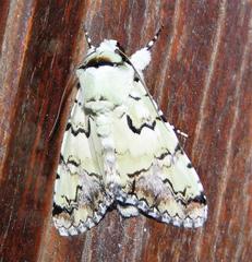 Bamra marmorifera