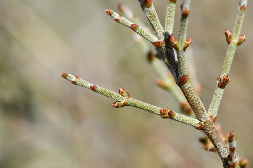 Mesquite Mistletoe