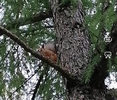 Sciurus vulgaris