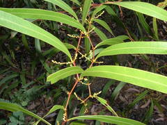 Acacia macradenia
