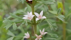 Cyanothamnus anemonifolius