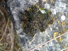 Placidium squamulosum