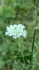 Berteroa incana