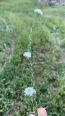 Berteroa incana
