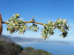 Asparagus capensis capensis