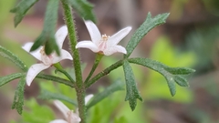 Cyanothamnus anemonifolius