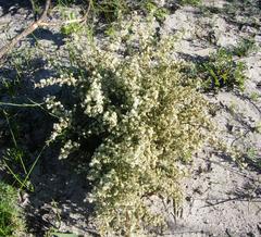 Asparagus capensis capensis