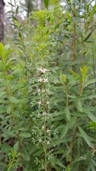 Cyanothamnus anemonifolius