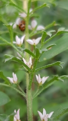 Cyanothamnus anemonifolius