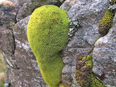 Hypodontium pomiforme