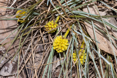 Lomandra collina