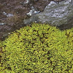 Hypodontium pomiforme