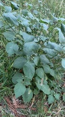 Solanum nigrum