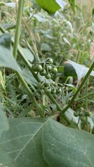 Solanum nigrum