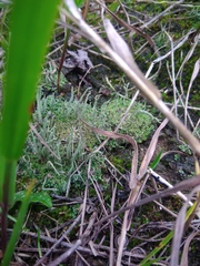 Cladonia subulata
