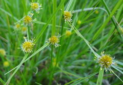 Cyperus erectus erectus