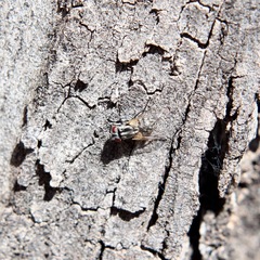 Musca vetustissima