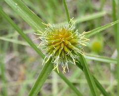 Cyperus erectus erectus