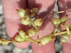 Cuscuta monogyna