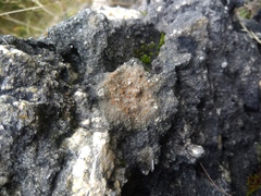 Protoblastenia rupestris