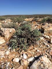 Monilaria moniliformis