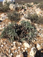 Monilaria moniliformis