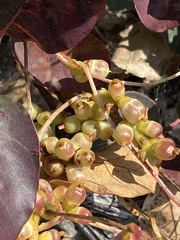 Cuscuta monogyna