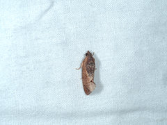Cryptophlebia ombrodelta
