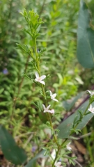 Cyanothamnus anemonifolius