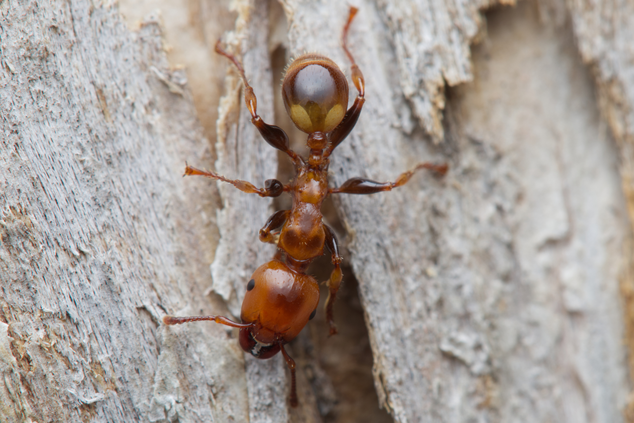 Podomyrma femorata