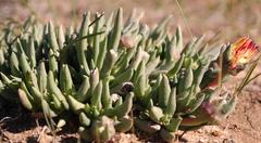 Cephalophyllum loreum