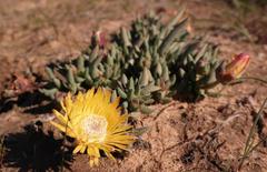 Cephalophyllum loreum