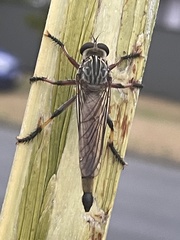 Dolopus simulans