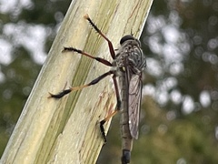 Dolopus simulans