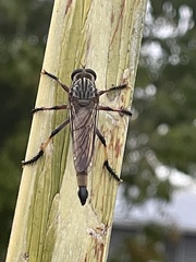Dolopus simulans