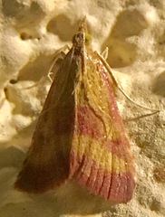 Pyrausta laticlavia