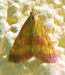 Pyrausta laticlavia