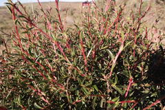 Cliffortia acutifolia