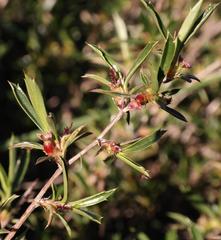 Cliffortia acutifolia