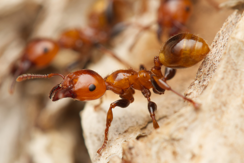 Muscular Ants