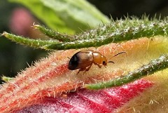Nisotra bicolorata