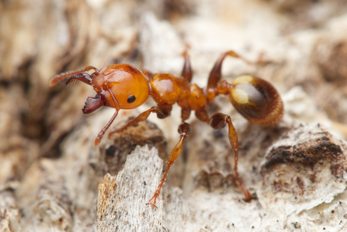 Podomyrma femorataPodomyrma femorata