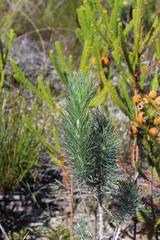 Aspalathus longifolia