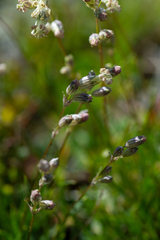 Silene graminifolia
