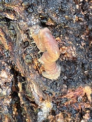 Prasinocyma semicrocea