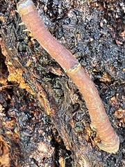 Prasinocyma semicrocea