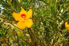 Petalostylis labicheoides