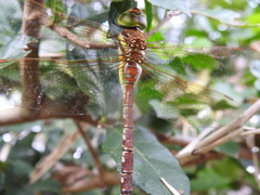 Anaciaeschna jaspidea