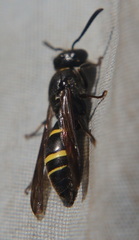 Ancistrocerus antilope