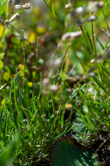 Silene graminifolia